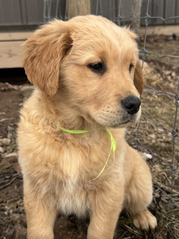 English Cream Golden Retriever Puppies, Puppies in Garrett County