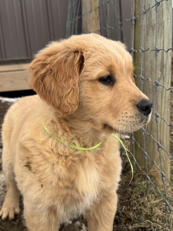 Puppies for sale
