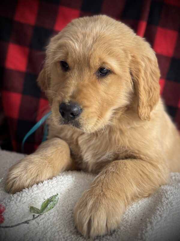 Puppies Near Deep Creek Lake
