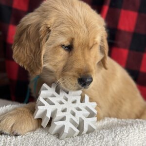 Puppies Near me, White Golden Retriever Puppies