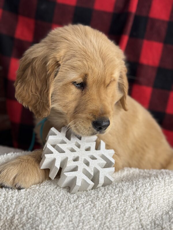Puppies Near me, White Golden Retriever Puppies