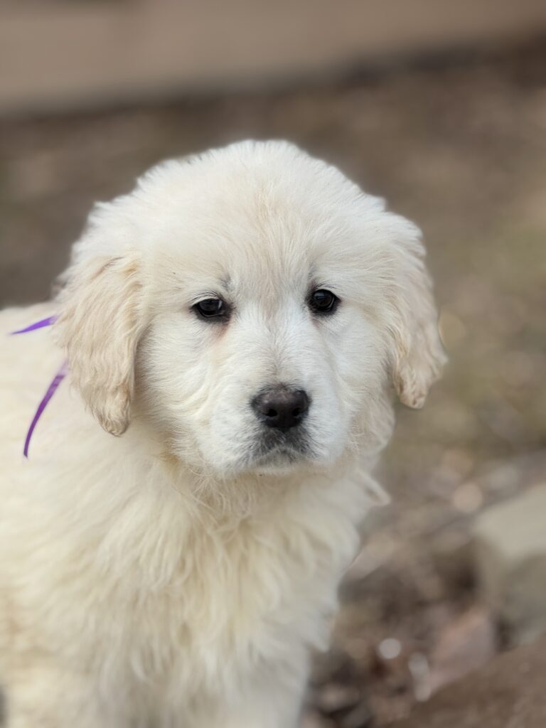 AKC Registered Golden Retrievers, English Cream Puppies