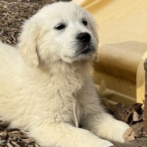 White puppies near me, AKC puppies for sale