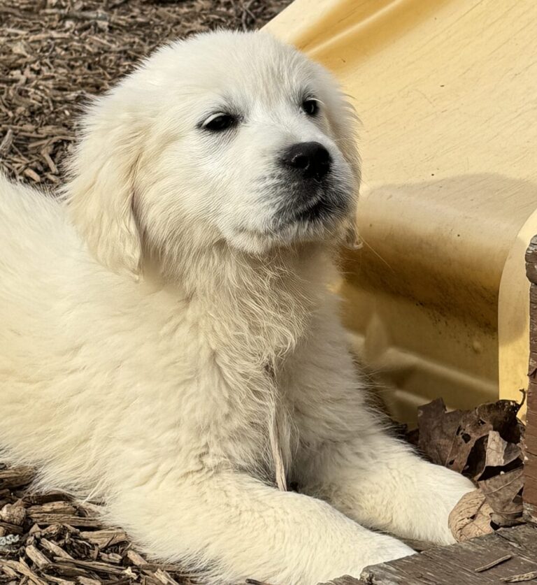 White puppies near me, AKC puppies for sale