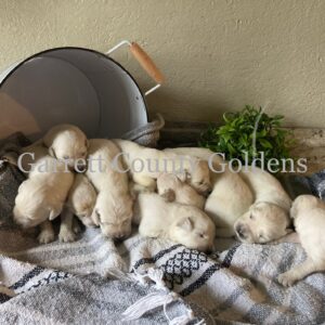 Angel & Montie Litter