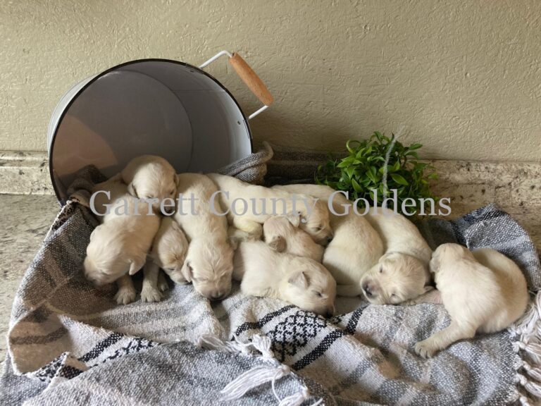 Angel & Montie Litter
