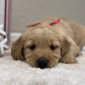 Golden retriever Puppy for sale