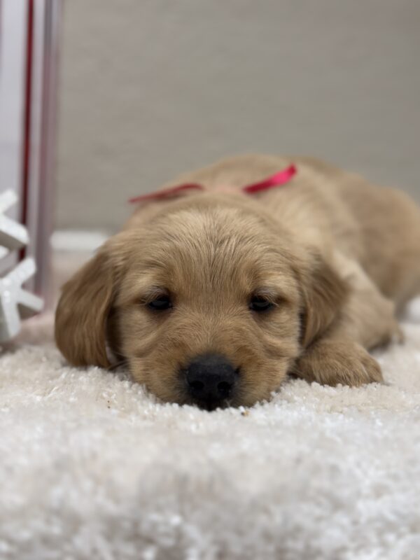 Golden retriever Puppy for sale