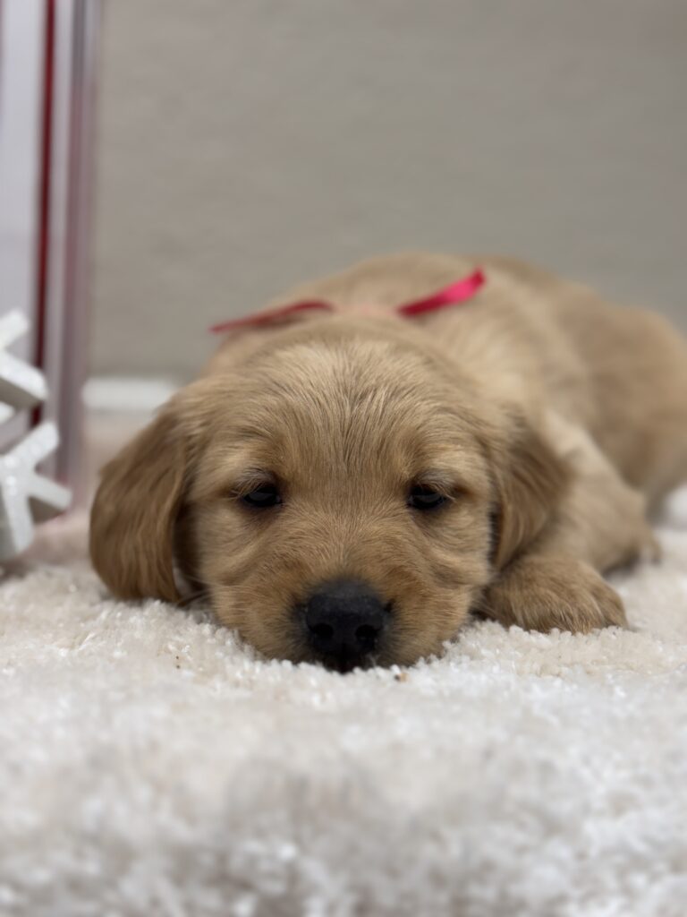 Golden retriever Puppy for sale