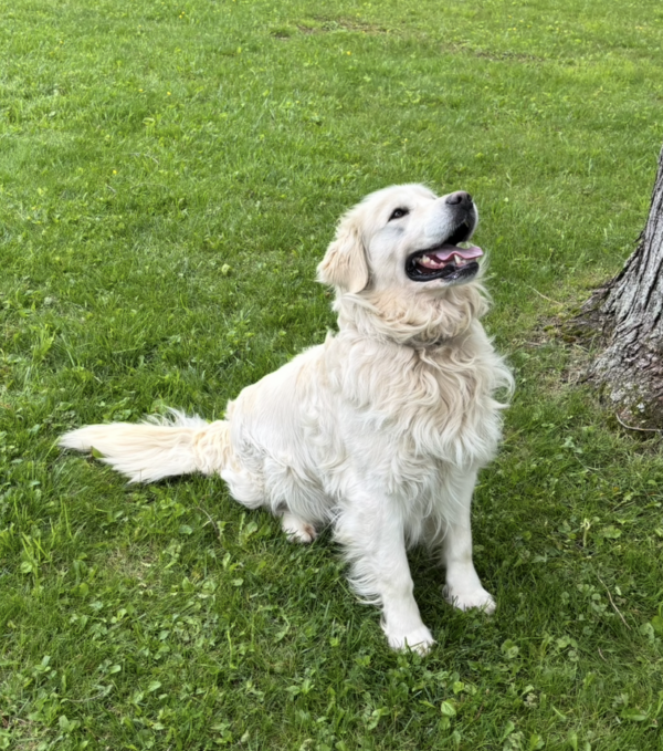 Retired Breeding dogs for sale
