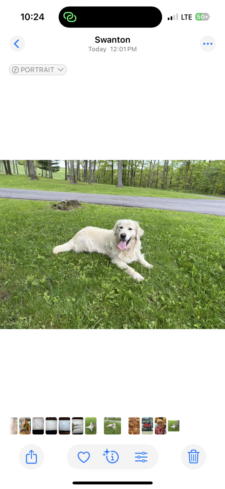 Dogs for sale near me