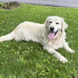 Dogs for sale near me