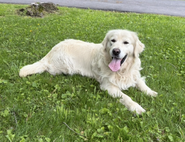 Dogs for sale near me