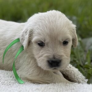 Puppy breeders near the Wisp, Breeders near me
