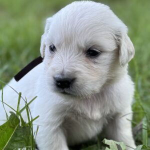 Puppies for sale near Deep Creak, English Cream puppies for sale near me