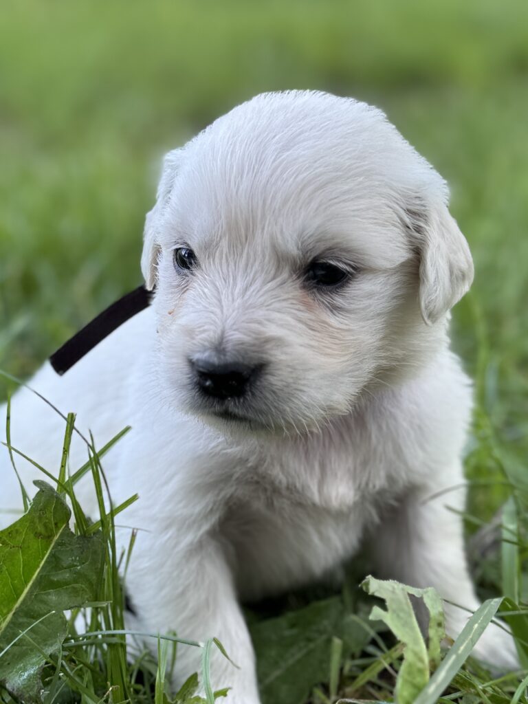 Puppies for sale near Deep Creak, English Cream puppies for sale near me