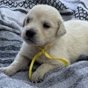 Golden puppies for sale, puppies for sale near the Wisp