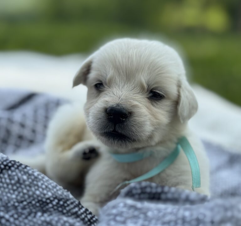 English Cream Golden retriever puppies for sale, puppies for sale near me