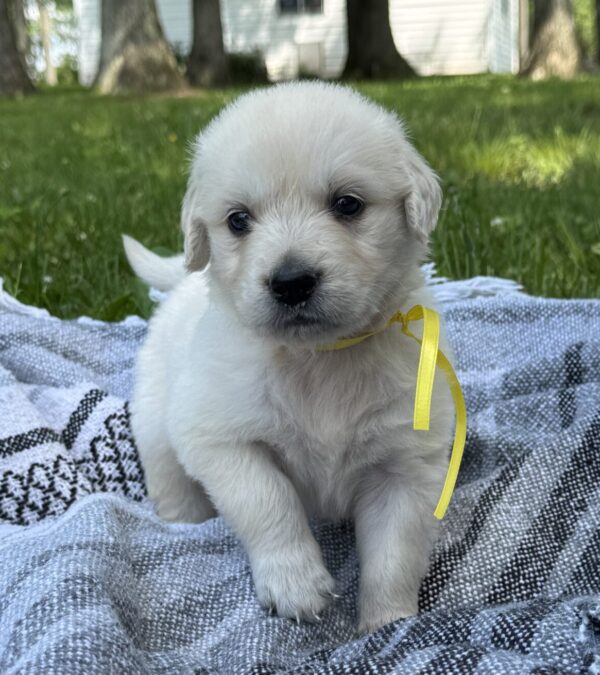 Family raised puppies in MD