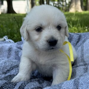Puppies for sale near Baltimore, Breeders near Baltimore