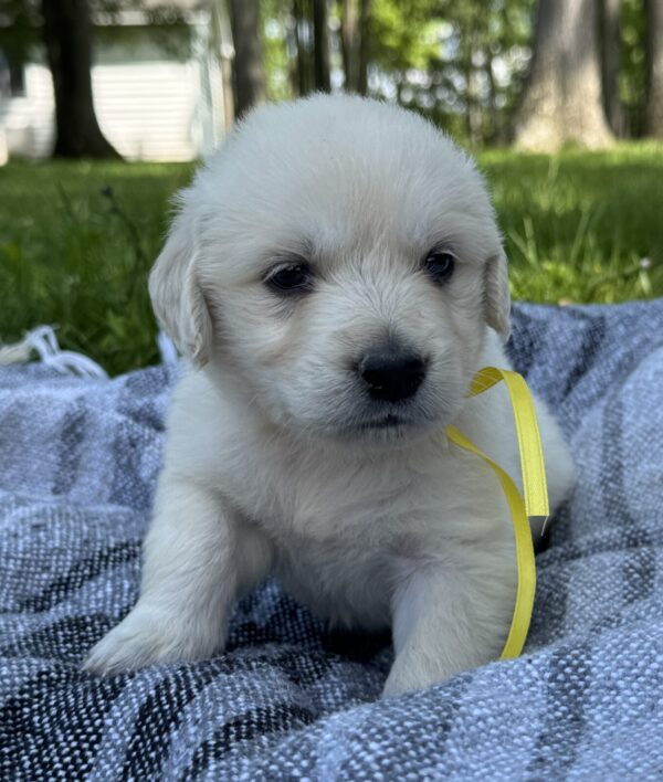Puppies for sale near Baltimore, Breeders near Baltimore