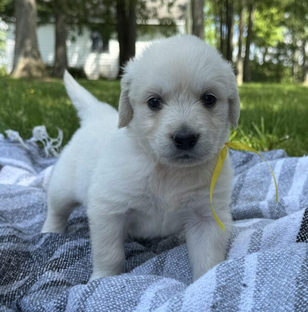 Puppies for sale near Hagerstown