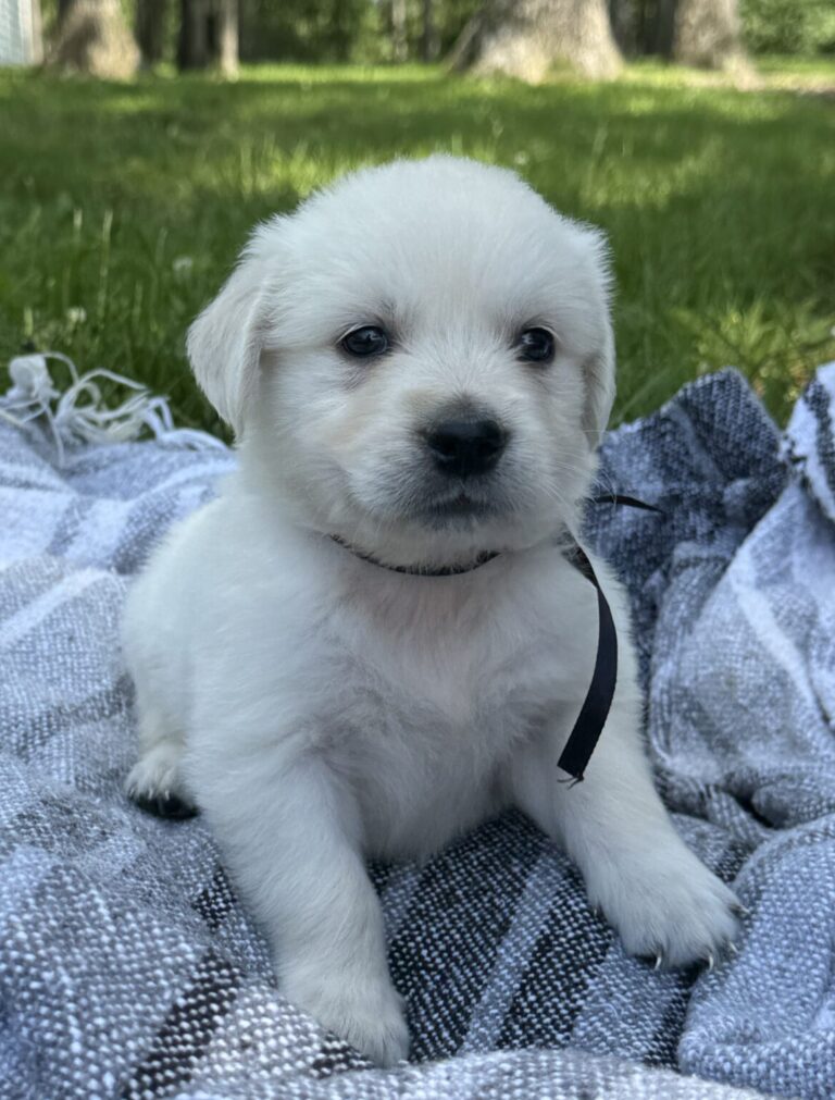 English Cream Breeders in MD, Family raised golden retriever