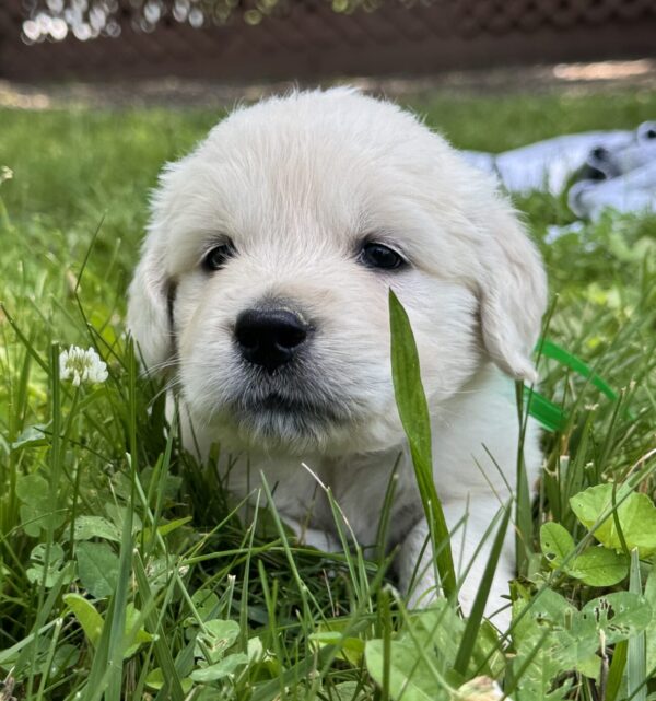 English Cream Golden Retriever puppies for sale, White puppies for sale near me