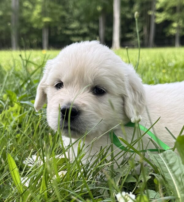 Puppies for sale near me