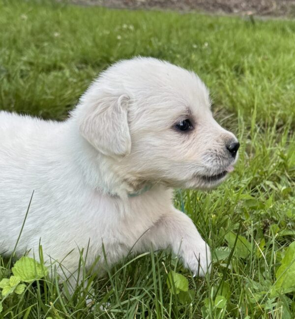English Creams for sale, Golden puppies for sale in Garrett County