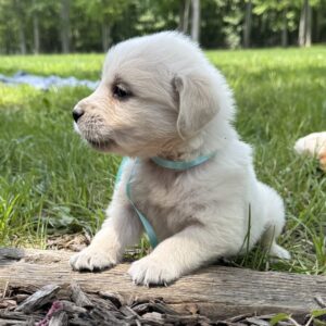 Goldens for sale in MD, Puppies in Maryland
