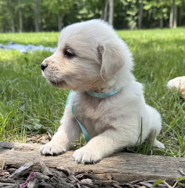 Goldens for sale in MD, Puppies in Maryland