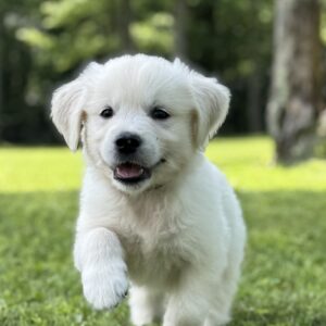 AKC registered English Creams for sale, Microchipped puppies for sale