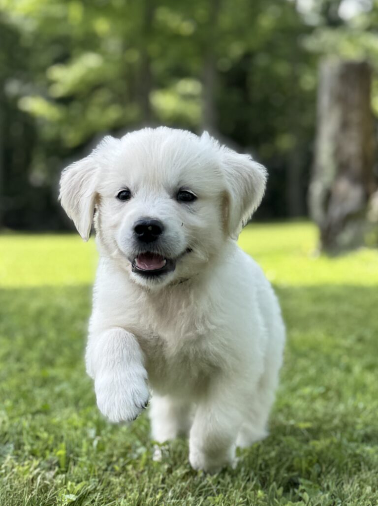 AKC registered English Creams for sale, Microchipped puppies for sale