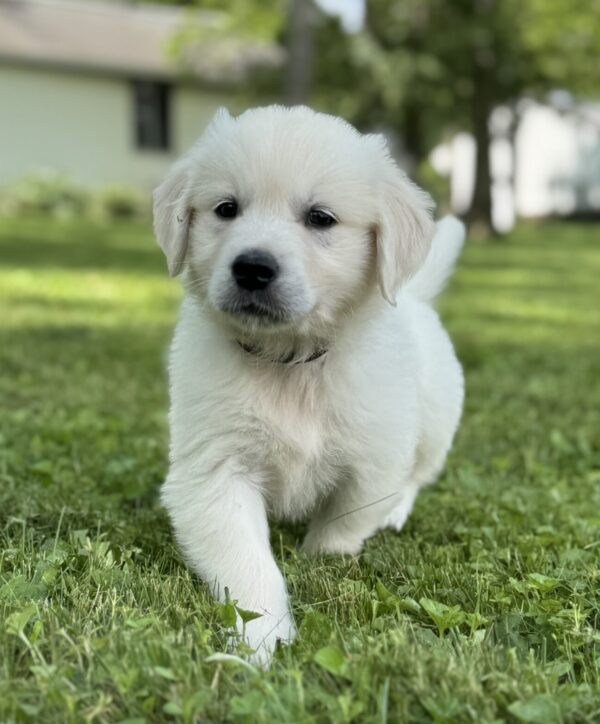 White puppies for sale near Baltimore