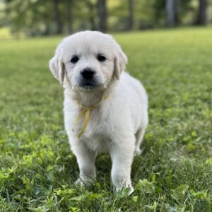 AKC registered puppies for sale, Puppies for sale in MD
