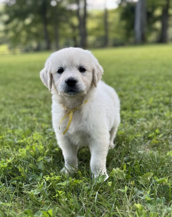 AKC registered puppies for sale, Puppies for sale in MD