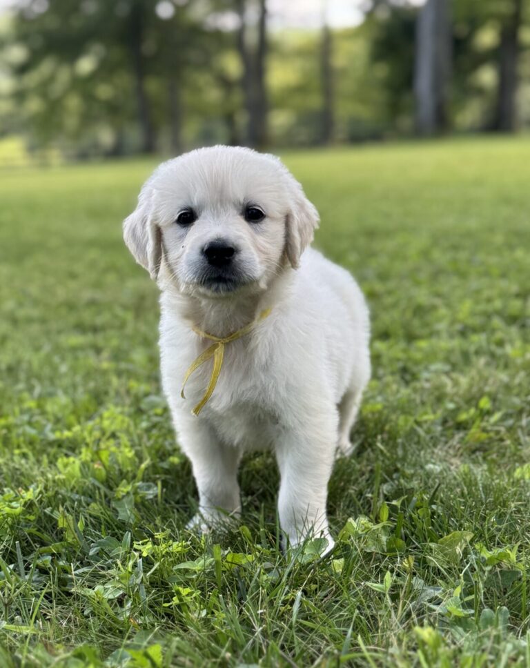 AKC registered puppies for sale, Puppies for sale in MD