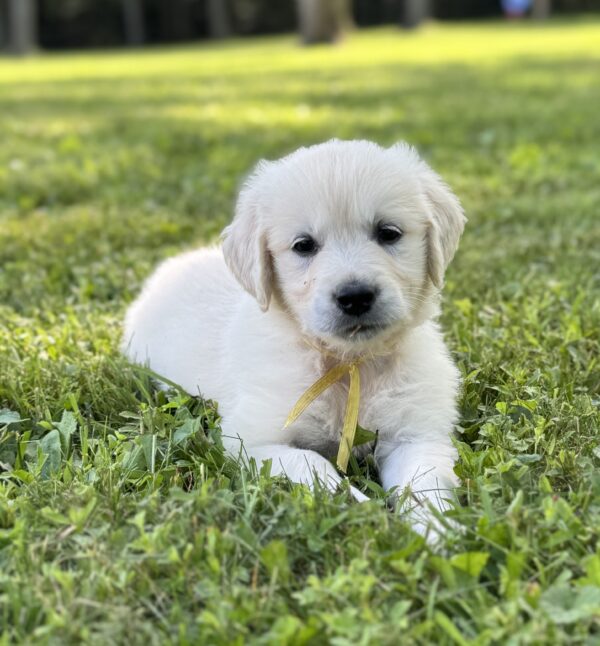 Microchipped puppies for sale near me