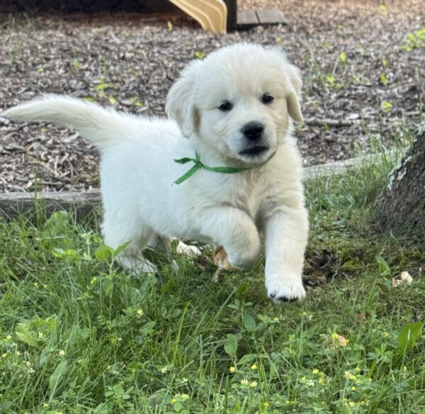 White puppies for sale in MD