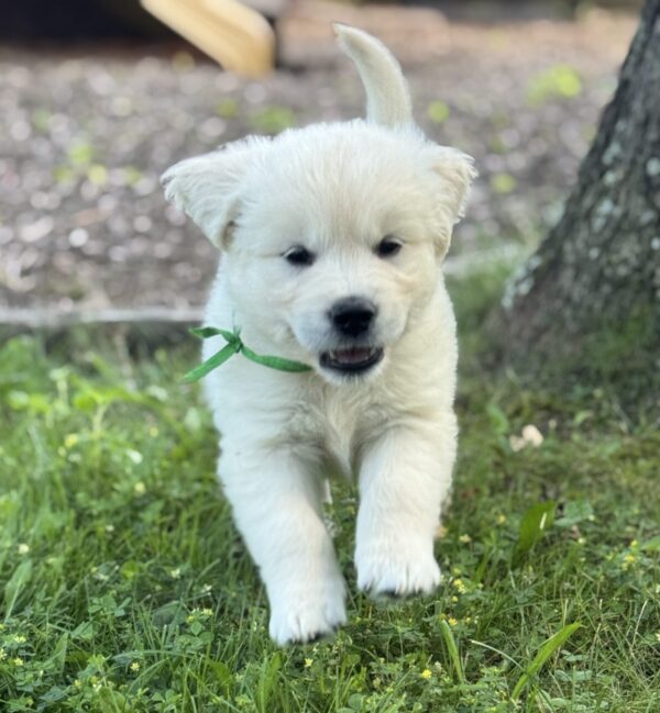 Puppies for sale near Baltimore