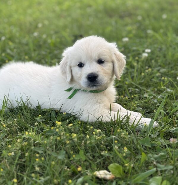 White puppies near me
