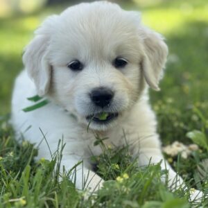 English Cream puppies in Garrett County, White Puppies for sale
