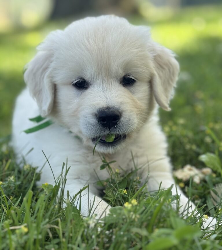 English Cream puppies in Garrett County, White Puppies for sale