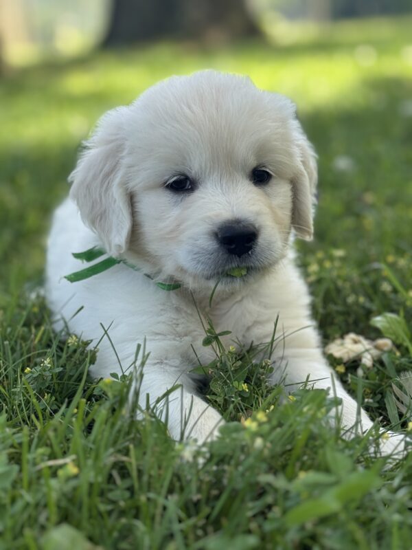 Puppies for sale near the Wisp