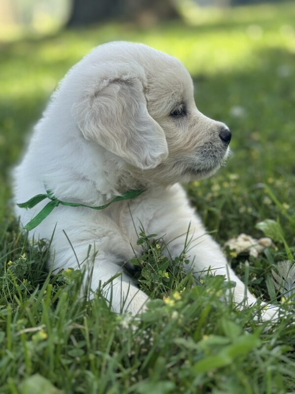 Puppies for sale near Deep Creek Lake