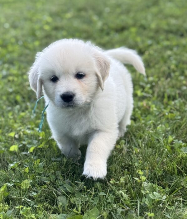 Puppies for sale near the Wisp Resort