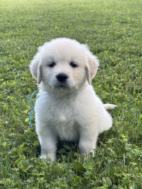 8 week old puppies for sale