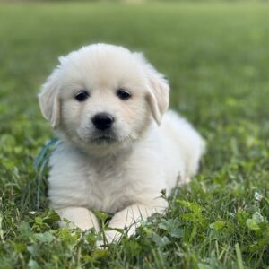 English Cream puppies for sale, Golden Retriever puppies near me