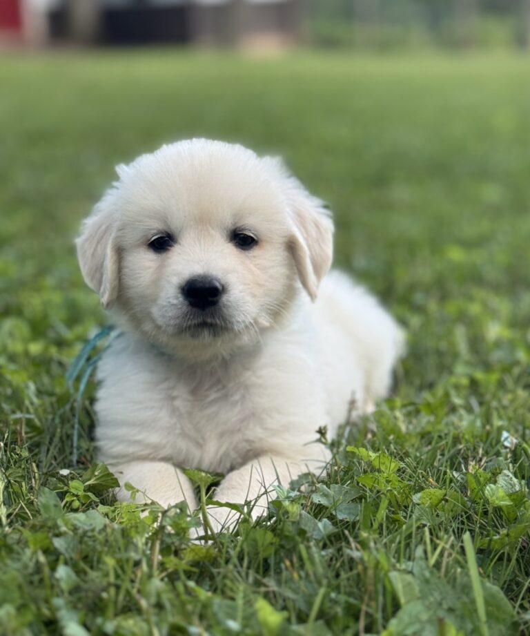 English Cream puppies for sale, Golden Retriever puppies near me